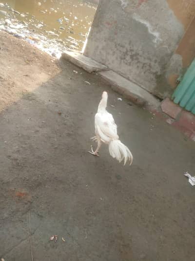 heera