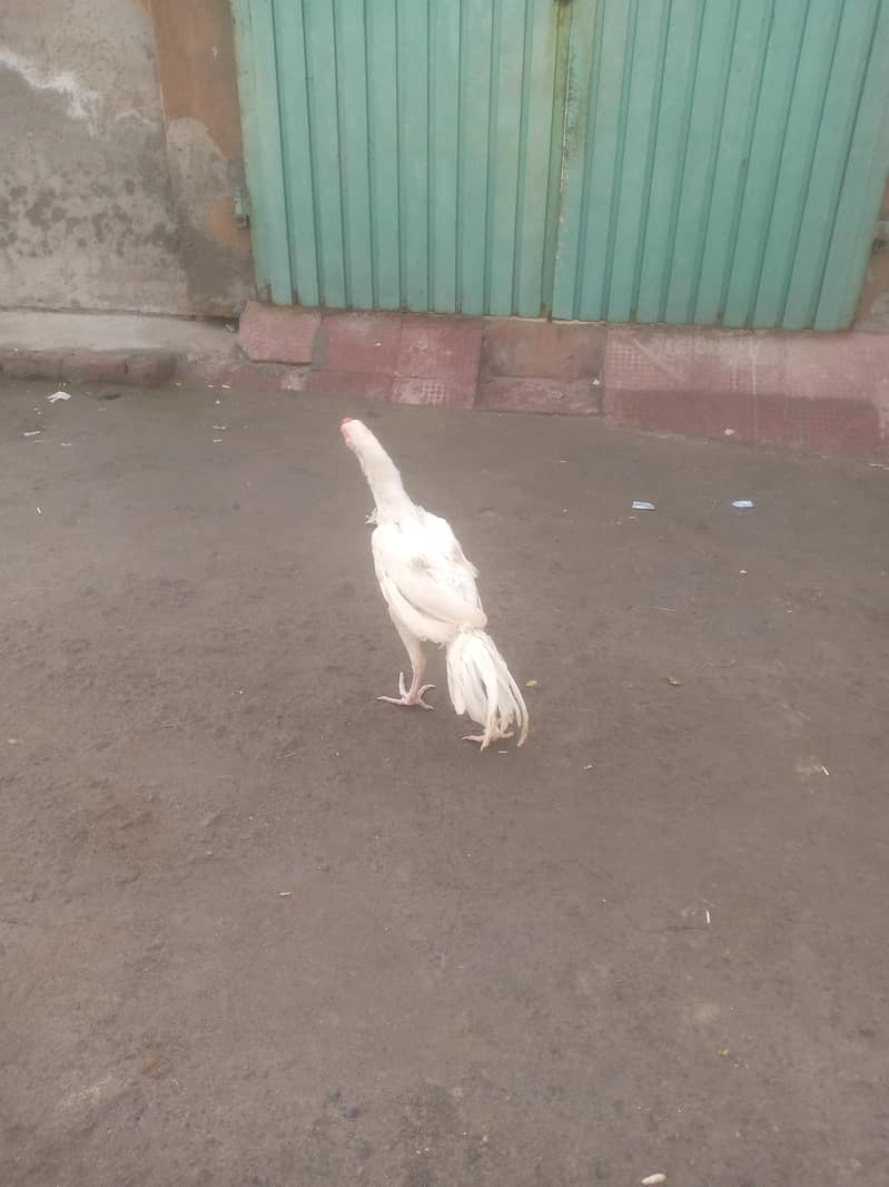 heera 1