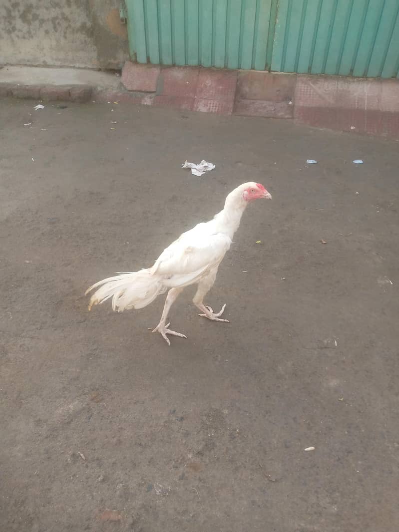 heera 2