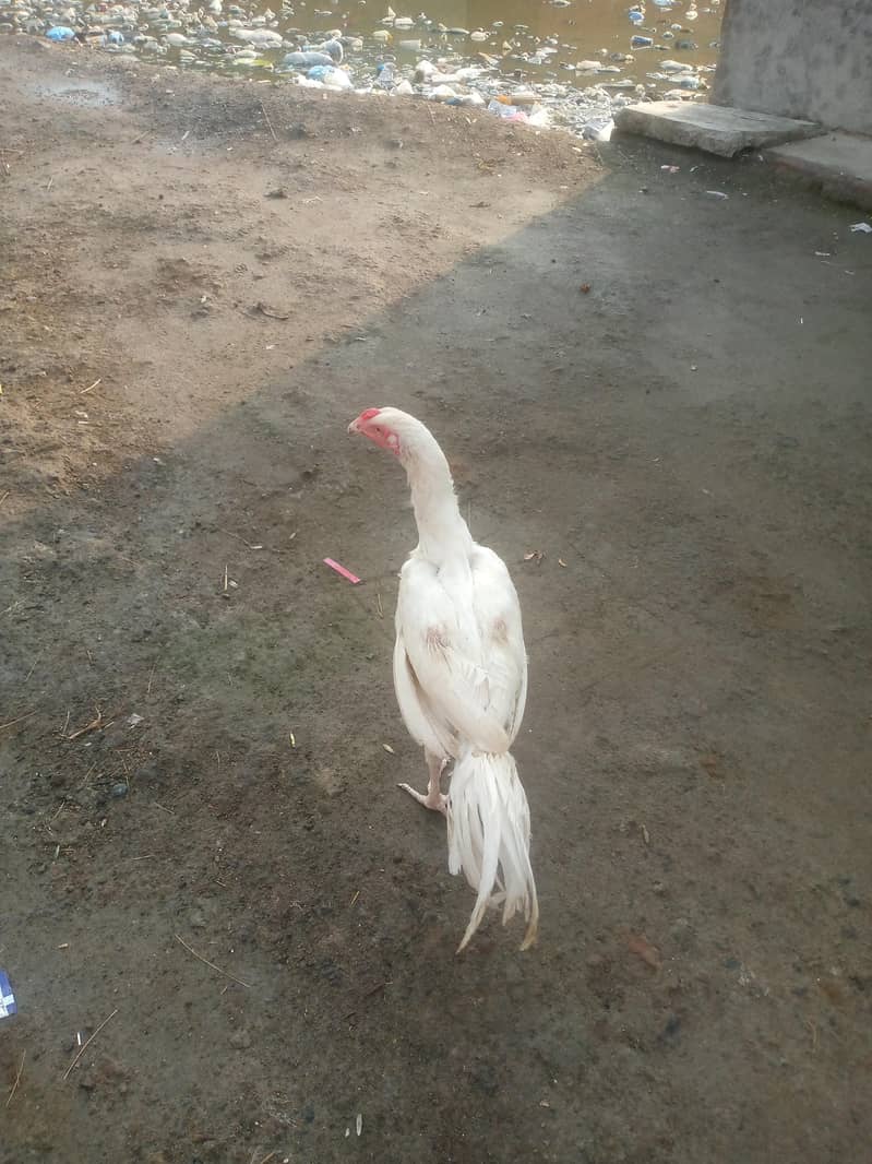 heera 3