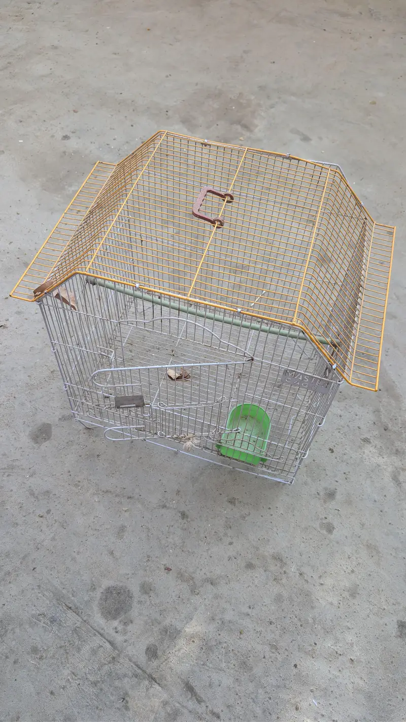 Birds Pinjra