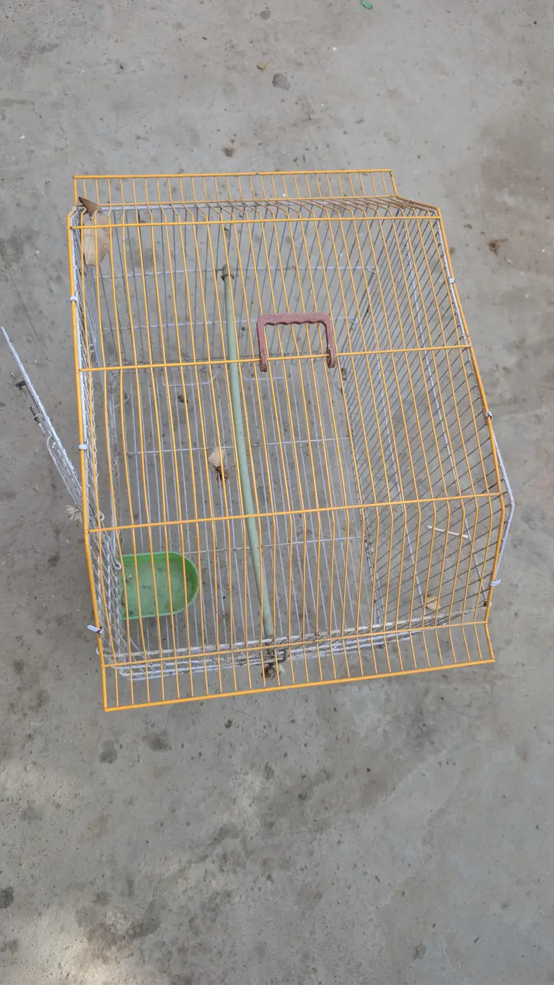 Birds Pinjra — photo 2