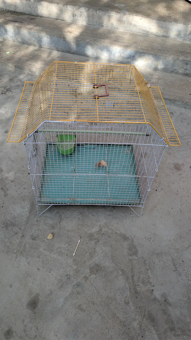Birds Pinjra — photo 3