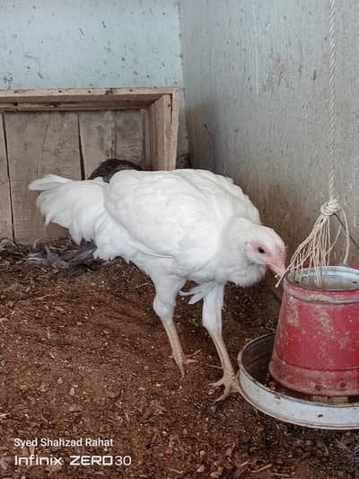 yokohama white female