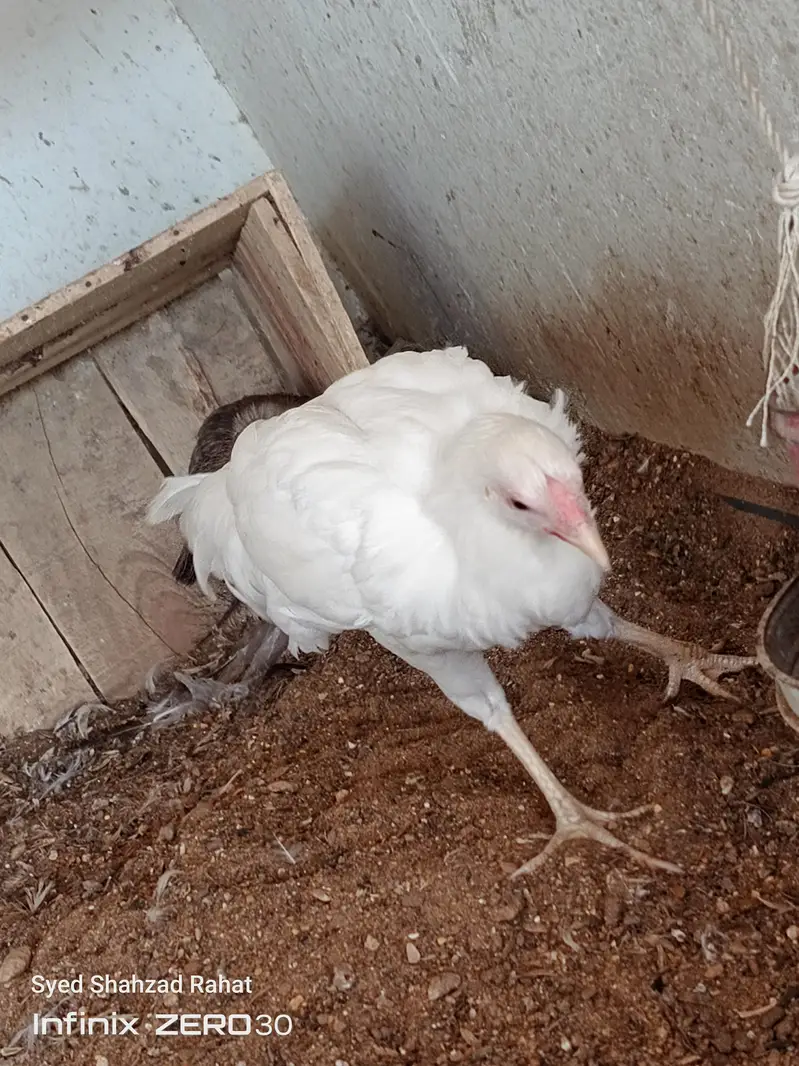 yokohama white female — photo 2