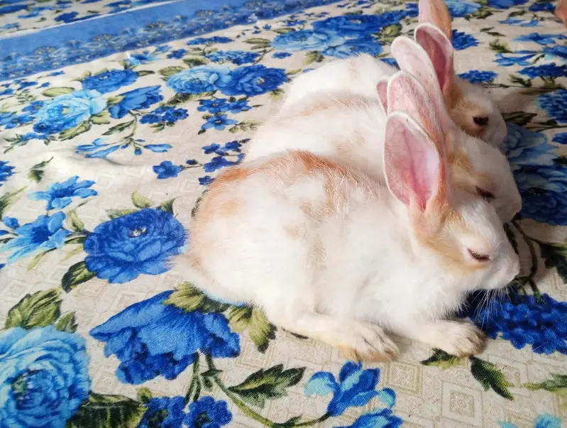 Rabbit bunny — photo 2