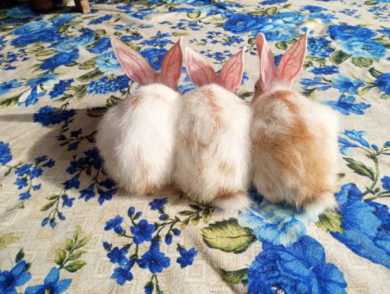 Rabbit bunny 2