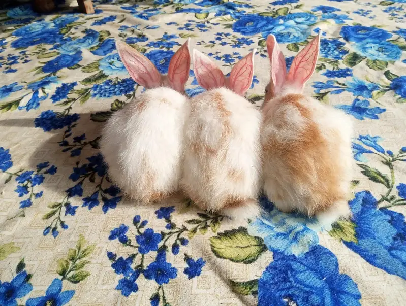 Rabbit bunny — photo 3