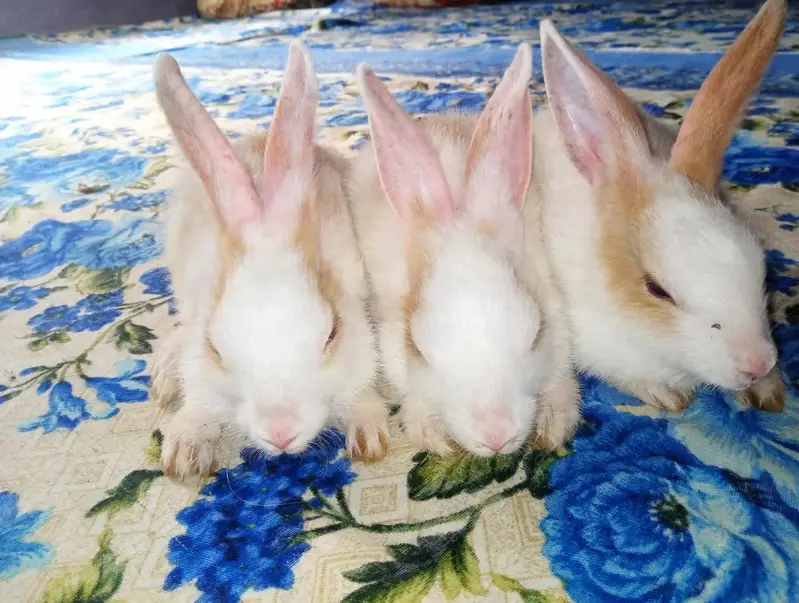 Rabbit bunny — photo 4