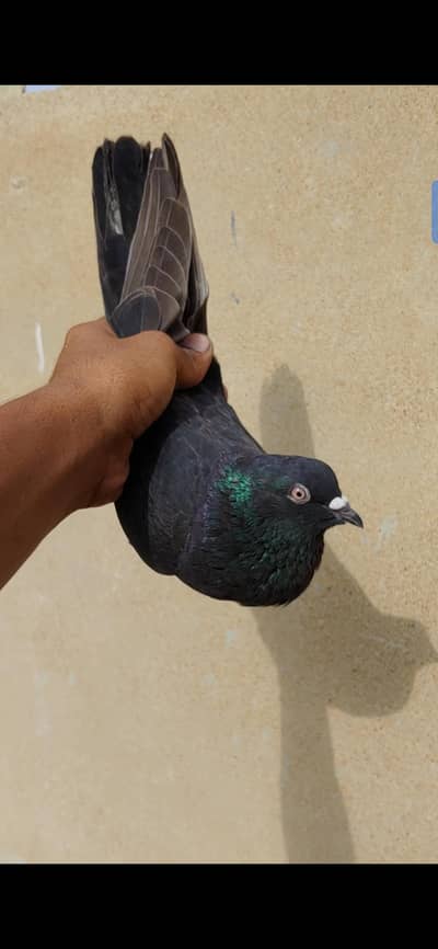 Black male for sale kabli.