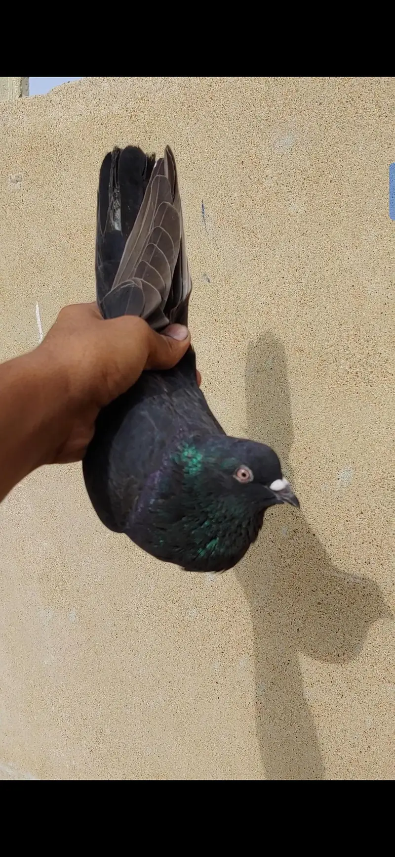 Black male for sale kabli. — photo 2