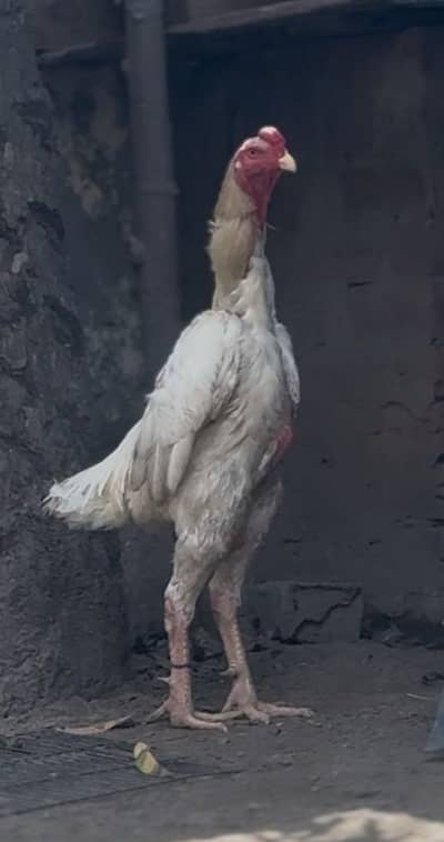 Pure Shamo breeder male