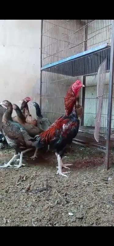 aseel hens — photo 2
