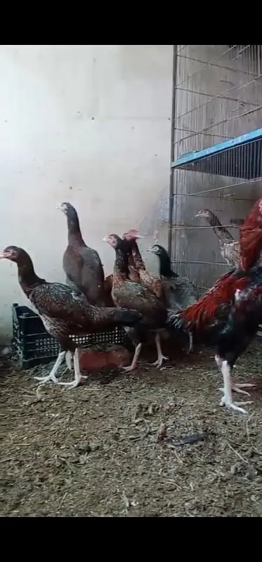aseel hens — photo 3