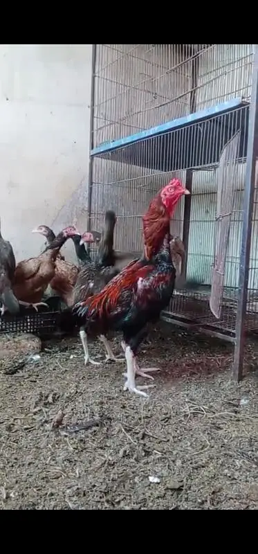 aseel hens — photo 4