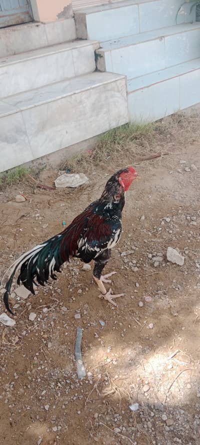 high quilty long tail patha