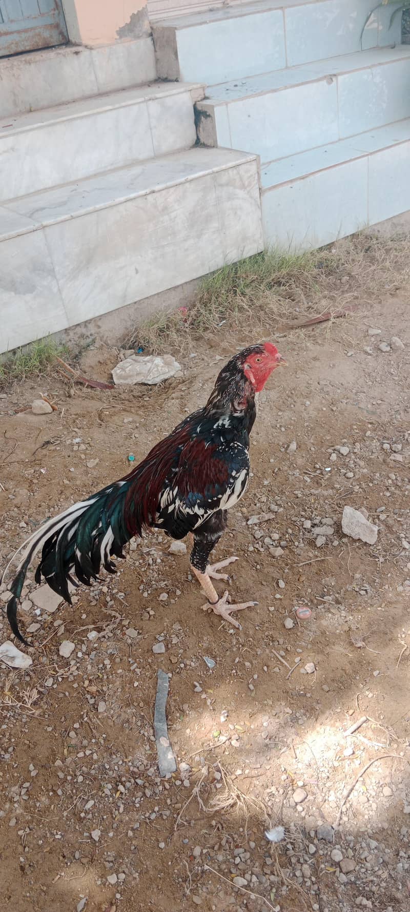 high quilty long tail patha 0