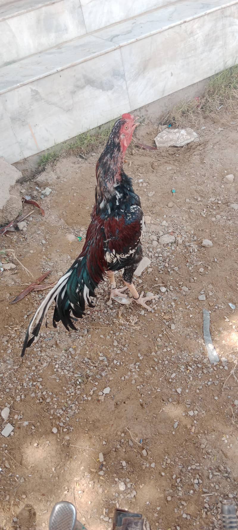 high quilty long tail patha 1