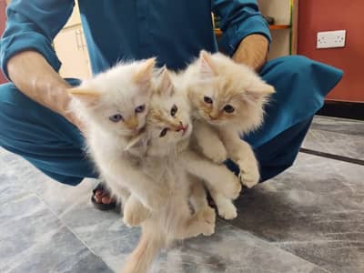 Title: Fluffy Mother Cat with 3 Kittens for Sale | Islamabad