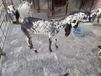 makhi chine