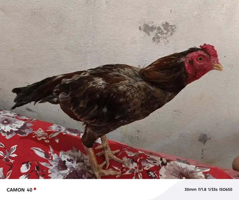 aseel murga — photo 2
