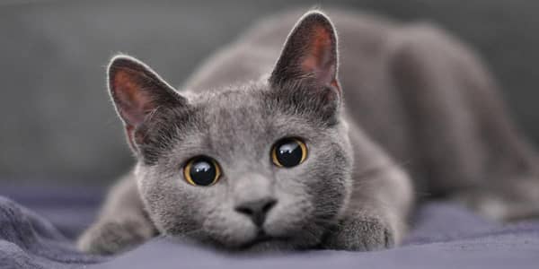 Cute Russian Blue Cat | Persian Cat | Cat | Cat Baby | Buy Now | Cat!