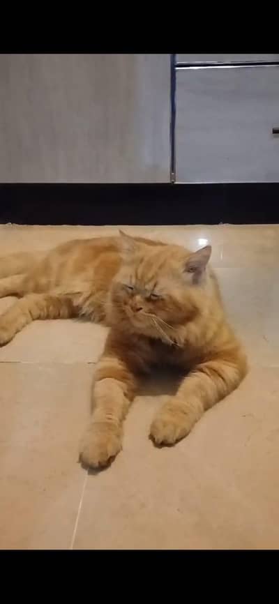zamba