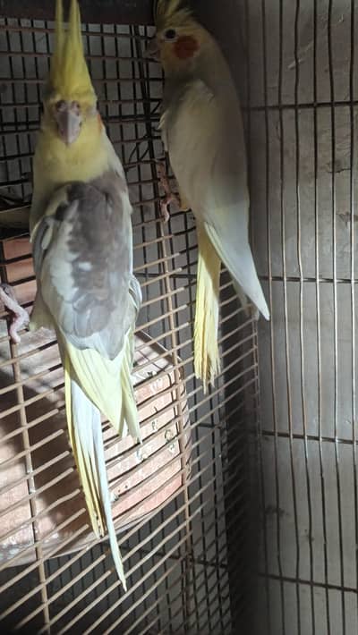 cocktail birds