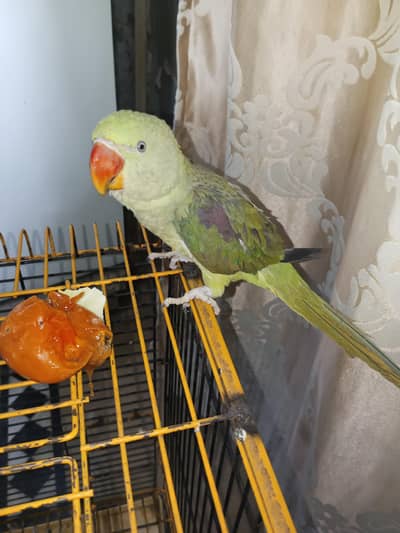 Raw parrot hand tame