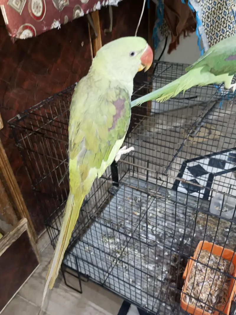 Raw parrot hand tame — photo 2