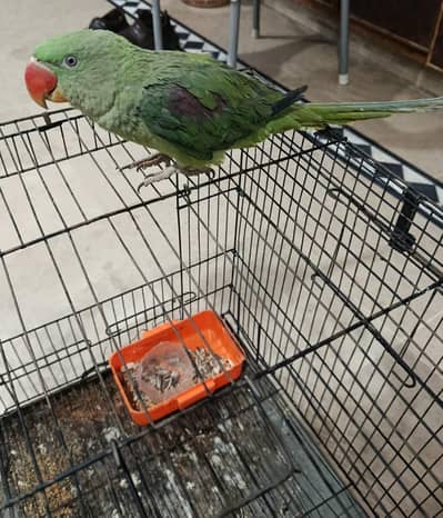 Raw parrot pair hand tame