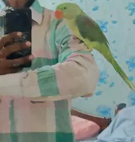 Raw parrot hand tame — photo 4