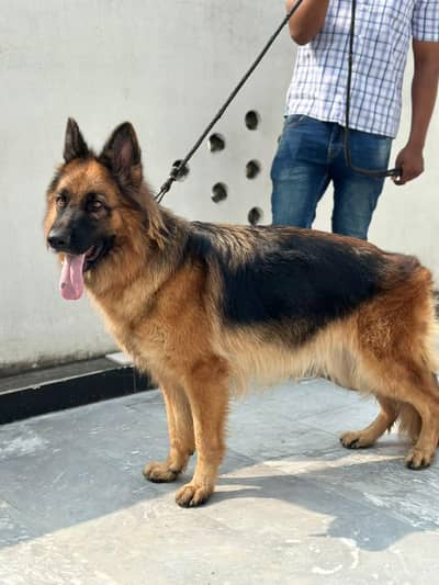 german sherpherd Breeder Female