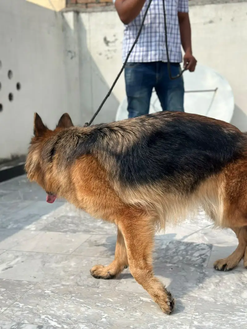 german sherpherd Breeder Female — photo 2