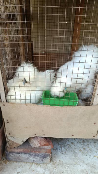 White Silkie Chicks & Adults 0332-4153261