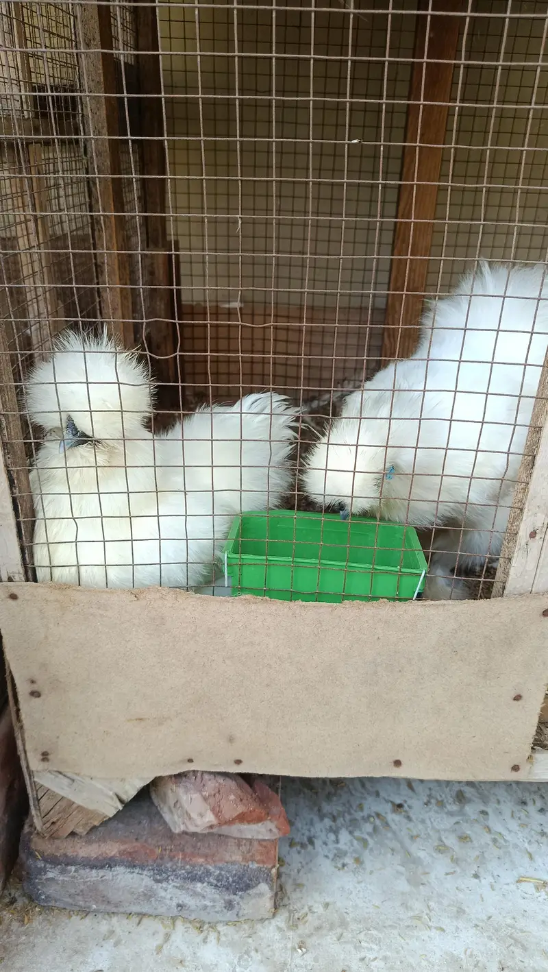 White Silkie Chicks & Adults 0332-4153261 — photo 2
