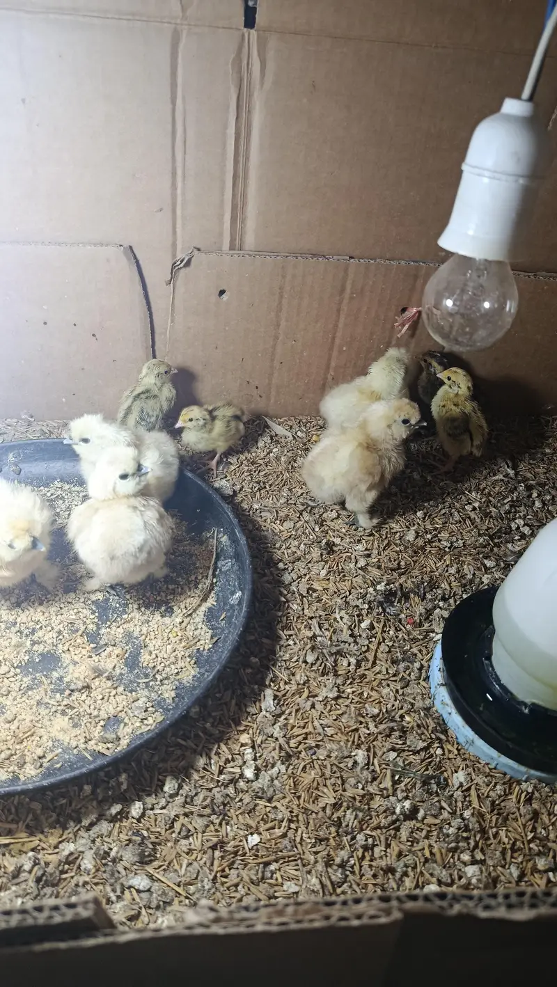 White Silkie Chicks & Adults 0332-4153261 — photo 3