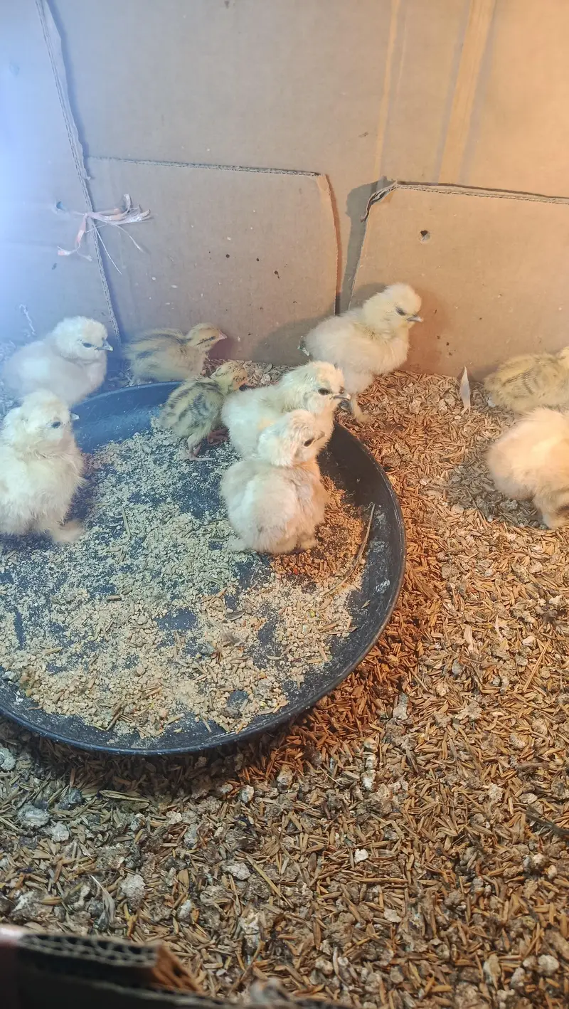 White Silkie Chicks & Adults 0332-4153261 — photo 4