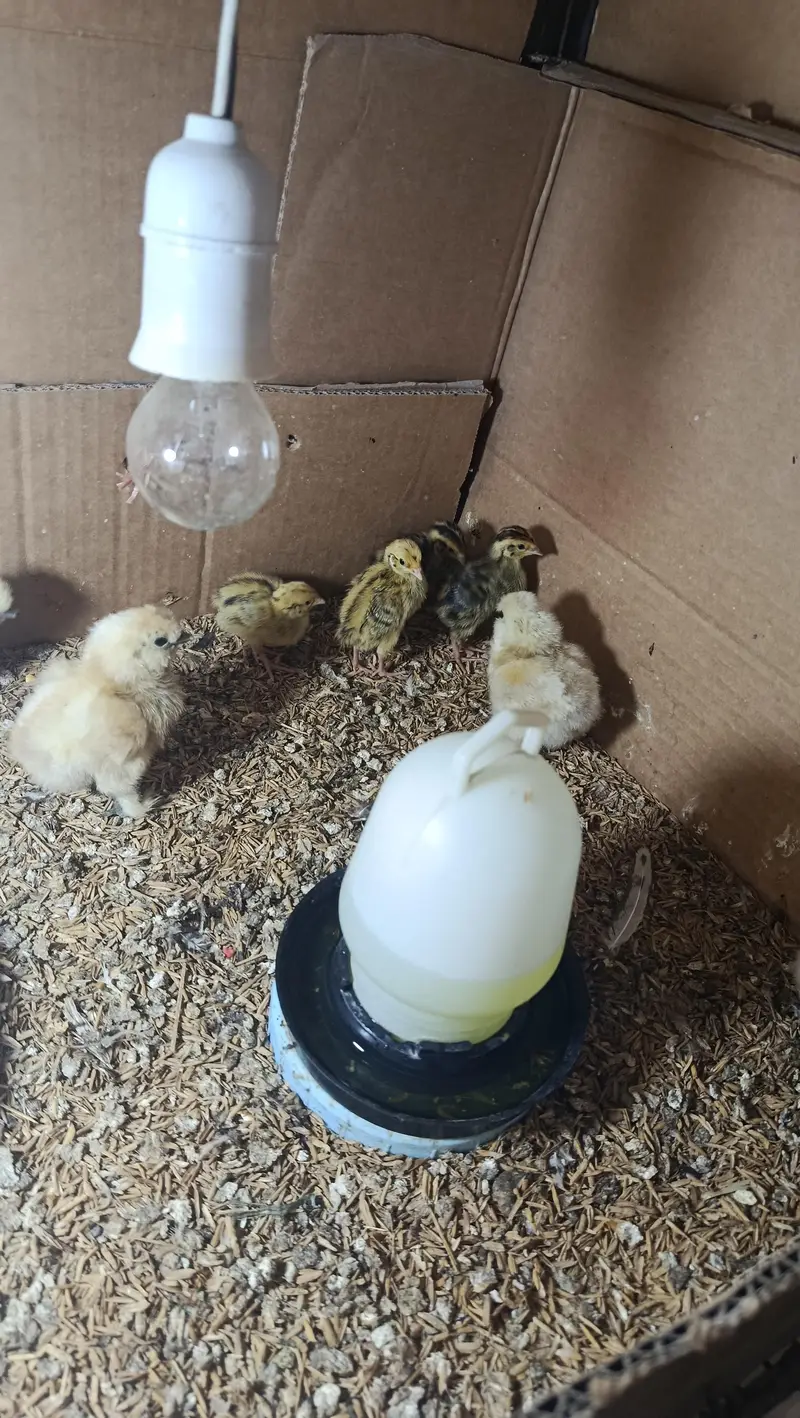 White Silkie Chicks & Adults 0332-4153261 — photo 5