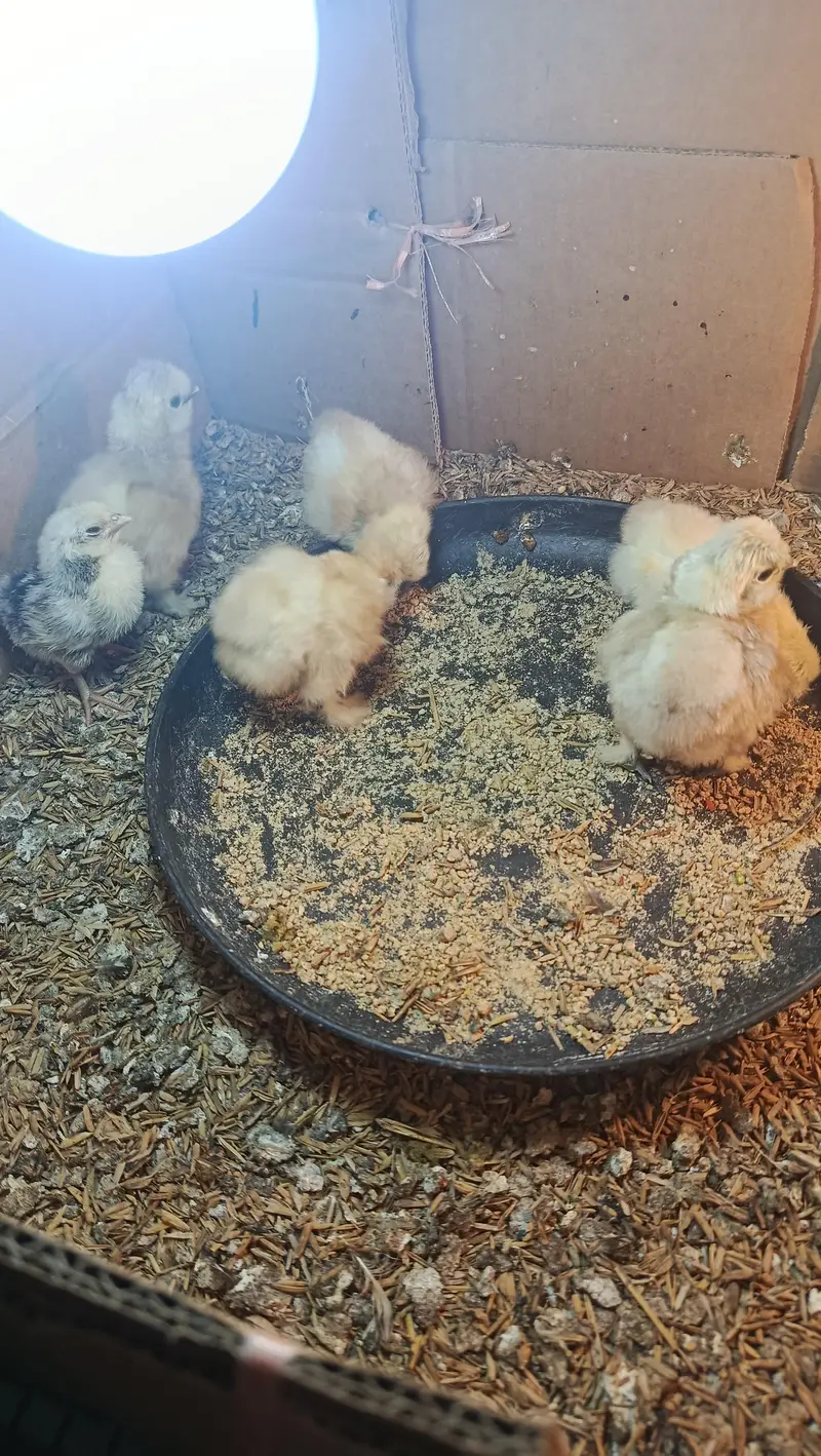 White Silkie Chicks & Adults 0332-4153261 — photo 6