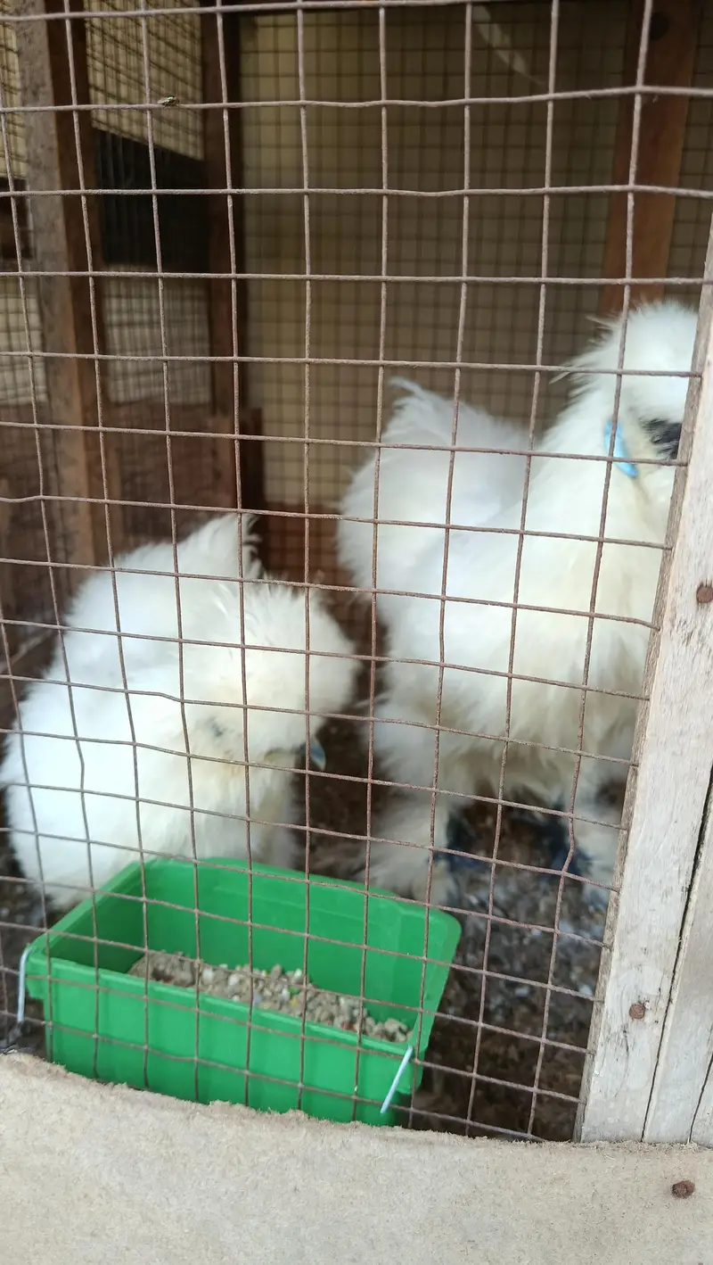 White Silkie Chicks & Adults 0332-4153261 — photo 7