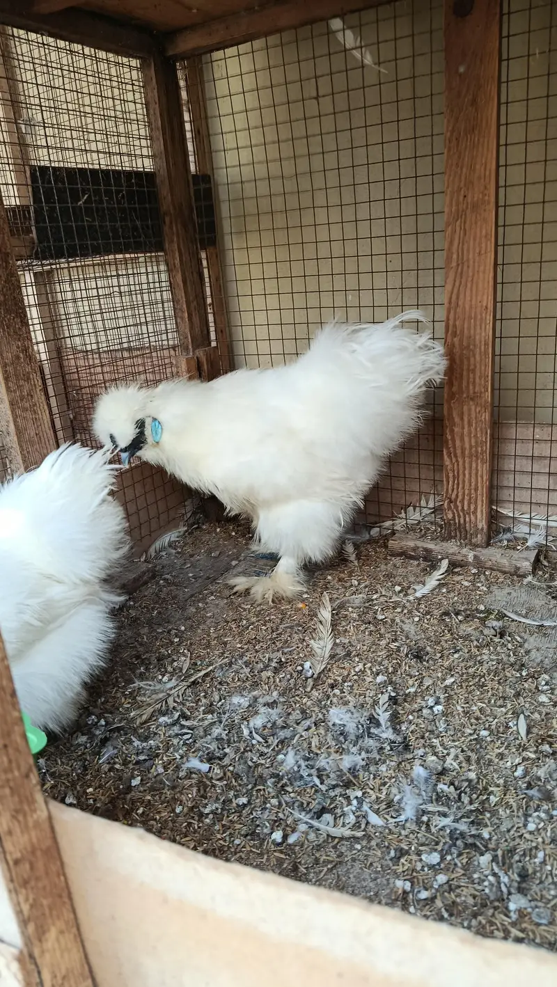 White Silkie Chicks & Adults 0332-4153261 — photo 8