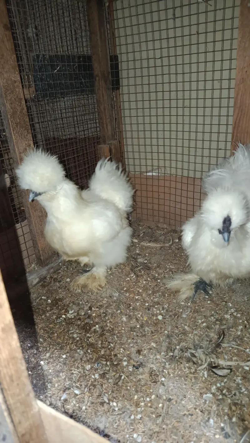 White Silkie Chicks & Adults 0332-4153261 — photo 11