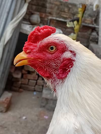 8 Months White Heera Aseel Murgha | Yellow Nok Nali