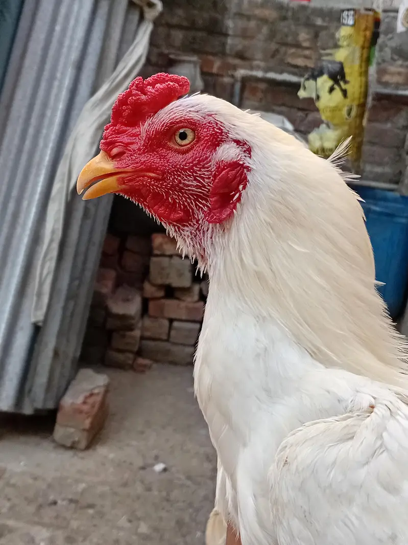 8 Months White Heera Aseel Murgha | Yellow Nok Nali — photo 2