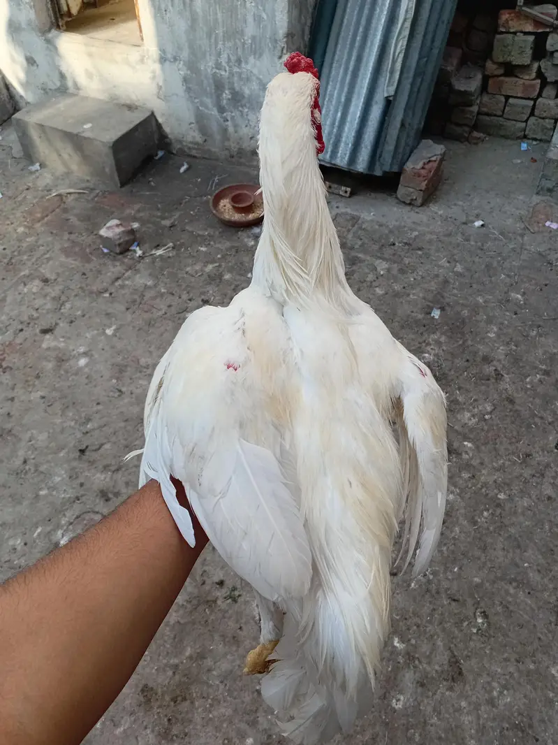 8 Months White Heera Aseel Murgha | Yellow Nok Nali — photo 3