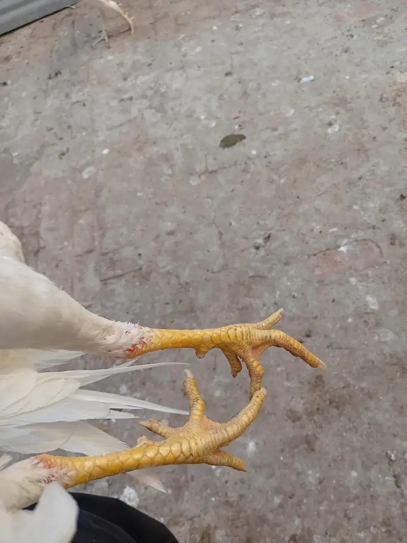 8 Months White Heera Aseel Murgha | Yellow Nok Nali — photo 4