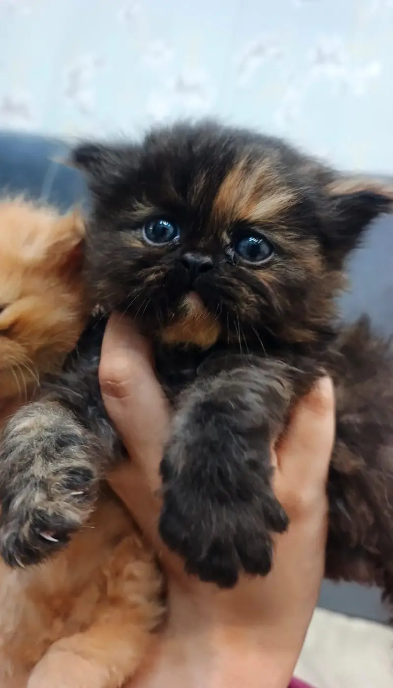 Triple coat Pure persian Punch face — photo 2