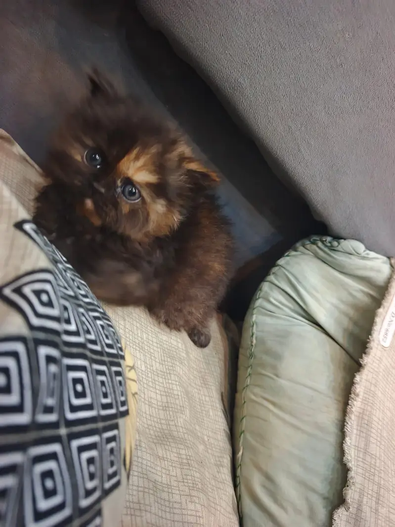 Triple coat Pure persian Punch face — photo 3