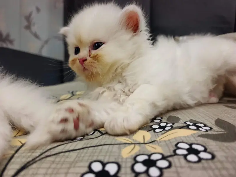 Triple coat Pure persian Punch face — photo 4